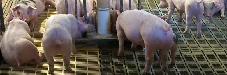 FROZEN PORK