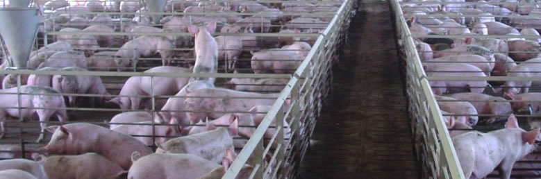 FROZEN PORK